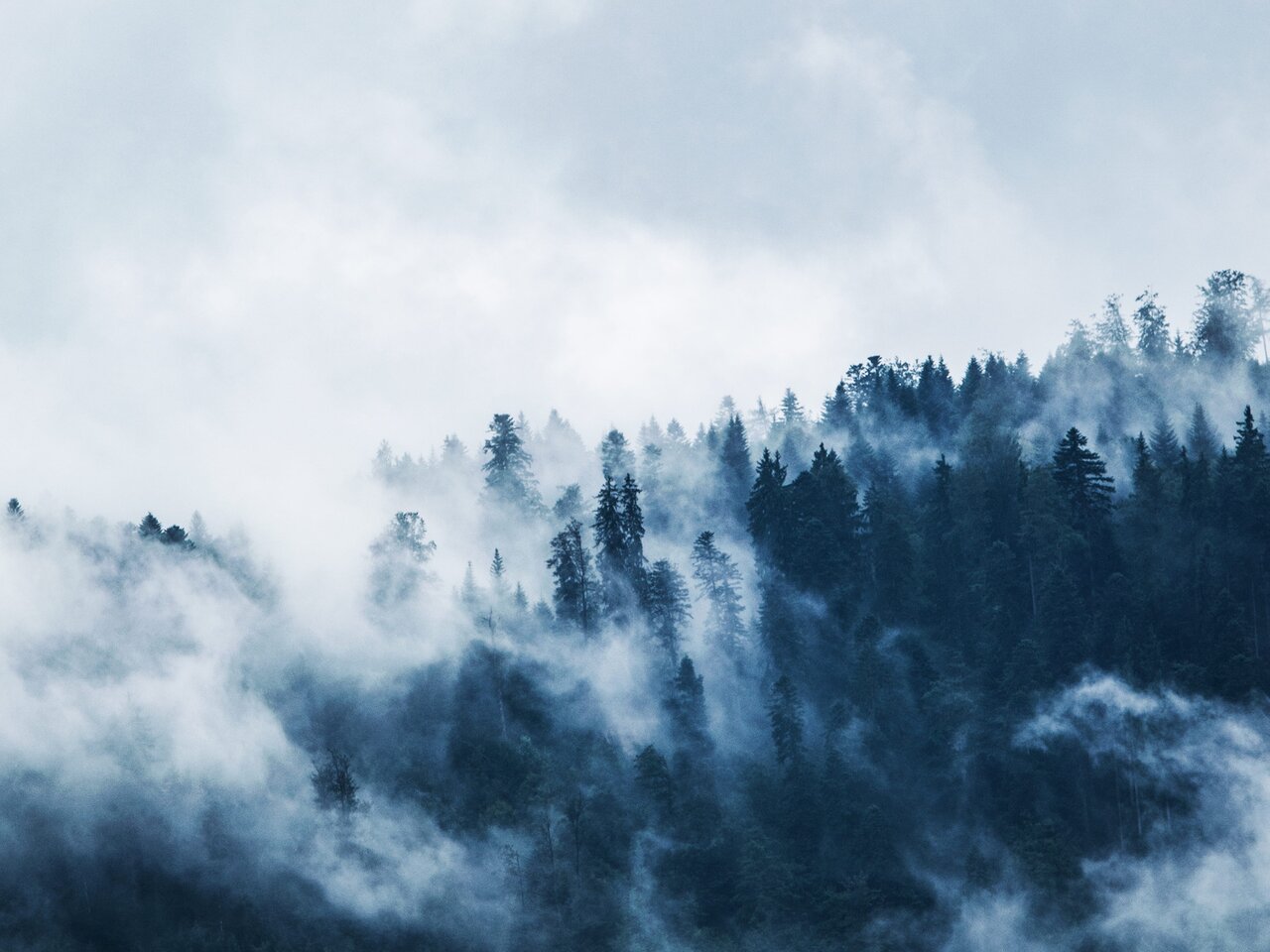 Nebeldurchzogene Berglandschaft mit Tannenwald