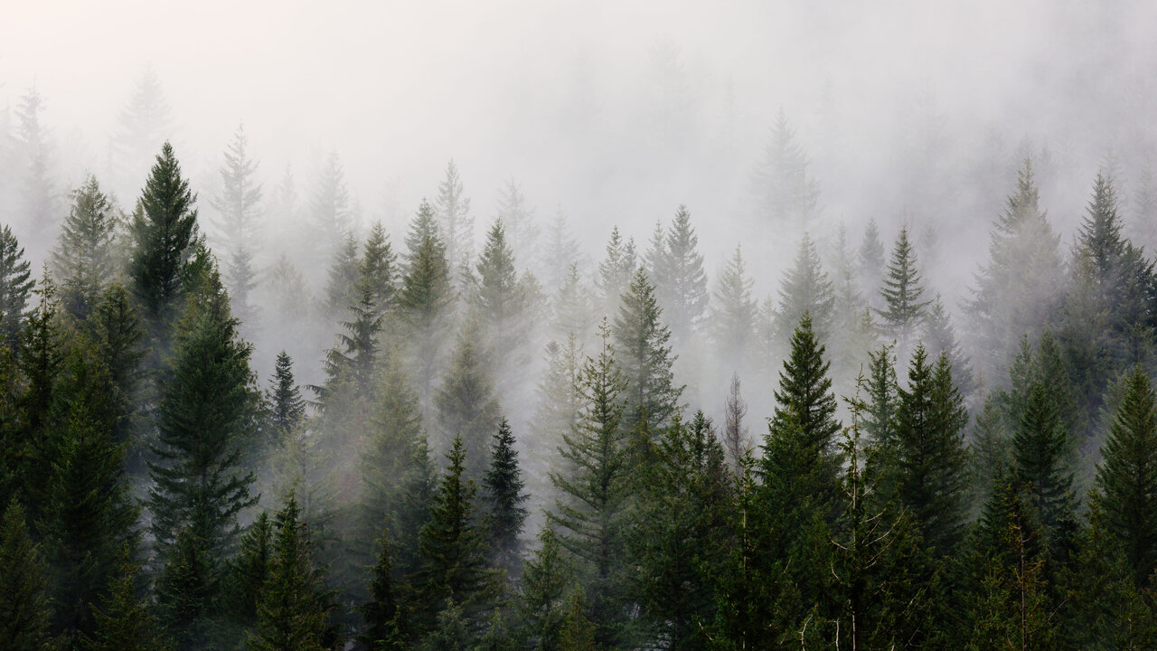 Nebliger Nadelwald