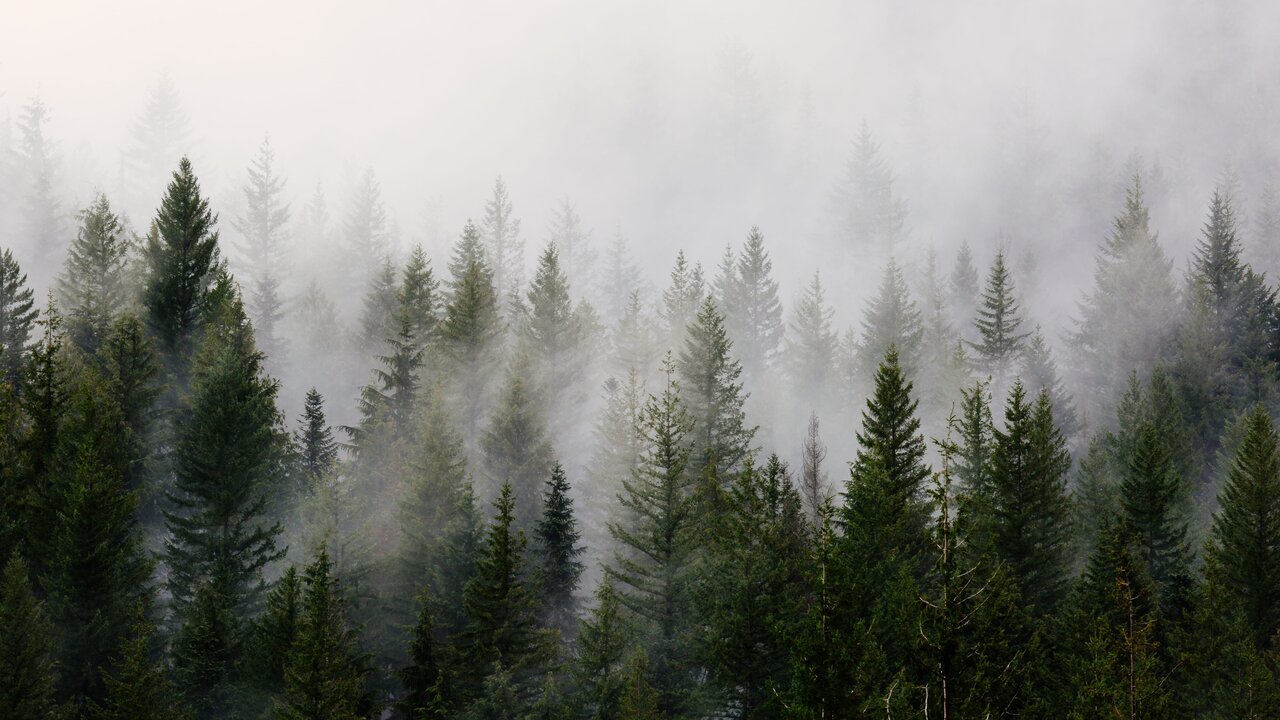 Nebliger Nadelwald