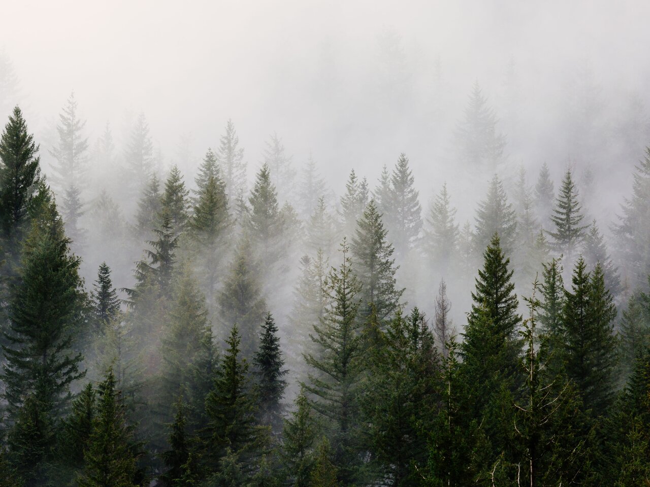 Nebliger Nadelwald